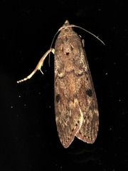 Lamoria imbella