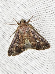 Condica capensis