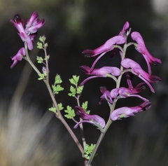 Fumaria gaillardotii