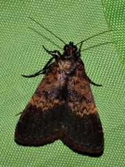 Hydrillodes uliginosalis