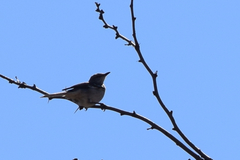 Mimus polyglottos
