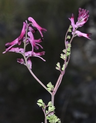 Fumaria gaillardotii