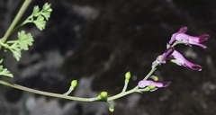 Fumaria gaillardotii