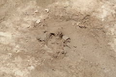 Hydrochoerus hydrochaeris