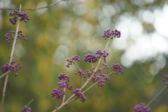 Callicarpa giraldii