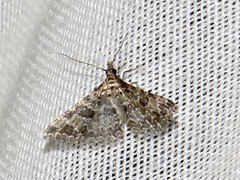 Alucita spicifera