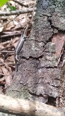 Notomabuya frenata