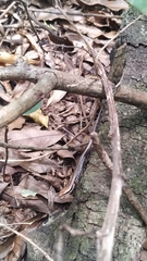 Notomabuya frenata