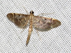 Duponchelia lanceolalis