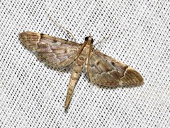 Duponchelia lanceolalis