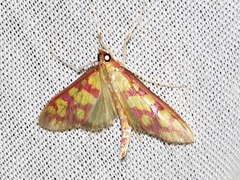 Stenochora lancinalis