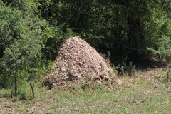 Camponotus punctulatus