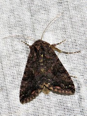 Ctenoplusia limbirena