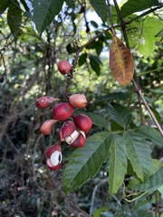 Paullinia pinnata