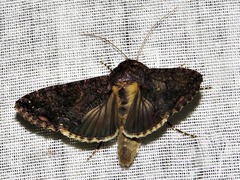 Ctenoplusia limbirena