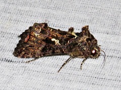 Ctenoplusia limbirena