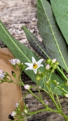 Solanum pubigerum