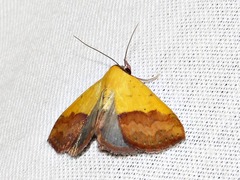 Phytometra duplicalis