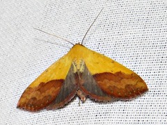 Phytometra duplicalis