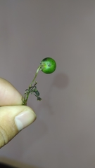 Solanum pubigerum
