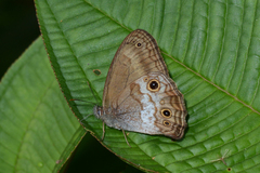 Optimandes eugenia transversa