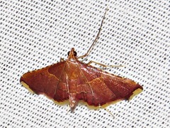 Endotricha erythralis