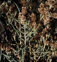 Anabasis articulata