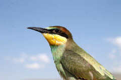 Merops apiaster