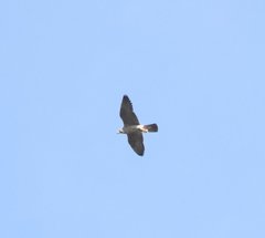 Falco peregrinus