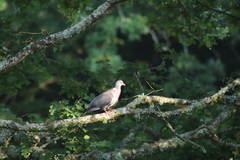 Columba palumbus