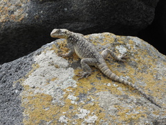 Paralaudakia caucasia