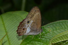 Optimandes eugenia transversa