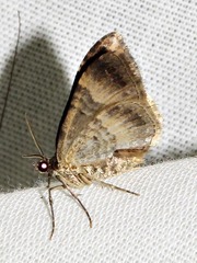 Xanthorhoe poseata