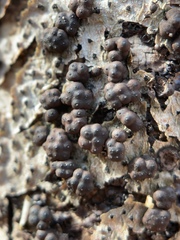 Jackrogersella cohaerens