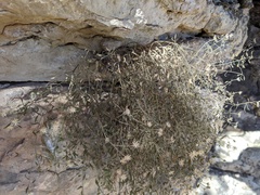 Perityle congesta