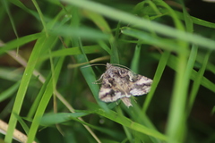 Autographa gamma