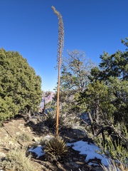 Agave utahensis kaibabensis