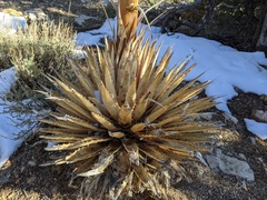 Agave utahensis kaibabensis