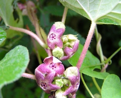 Dictyanthus sepicola