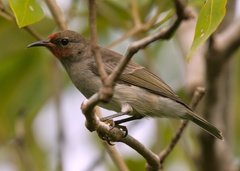 Myzomela erythrocephala