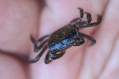Cyclograpsus punctatus