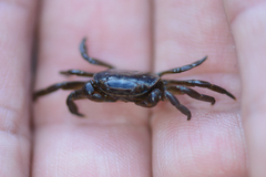 Cyclograpsus punctatus
