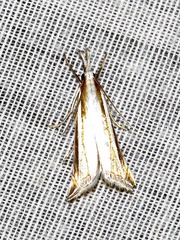 Crambus leucoschalis