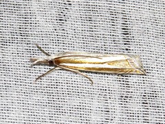Crambus leucoschalis