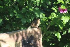 Erithacus rubecula