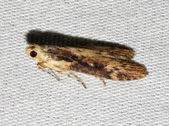 Lamoria imbella