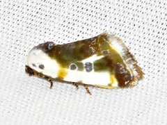 Acontia natalis