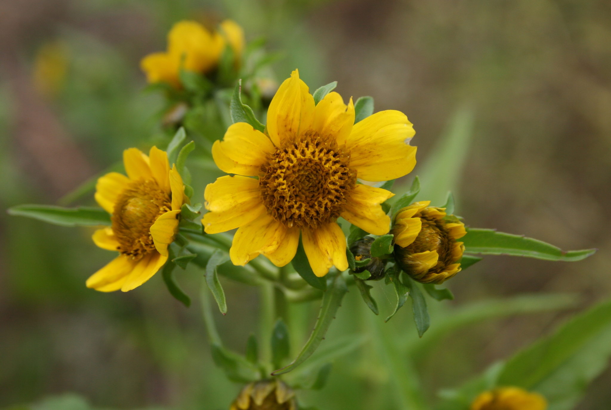 Bidens cernua