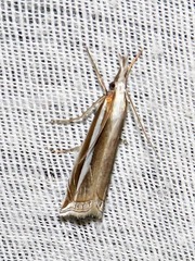 Crambus leucoschalis