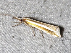 Crambus leucoschalis